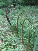 Laîche à épis pendants (Carex pendula) ; fossés, bords des chemins.