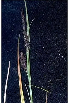 Description de l'image Carex saxatilis.jpg.