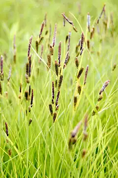 Description de l'image Carex stricta.jpg.