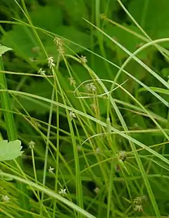 Carex uda dans la sous-préfecture de Kushiro en juin 2018.
