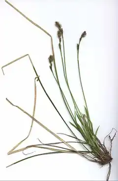 Description de l'image Carex umbrosa.jpg.