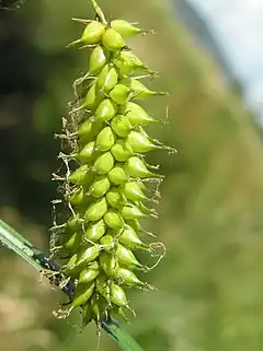 Description de l'image Carex vesicaria2.JPG.