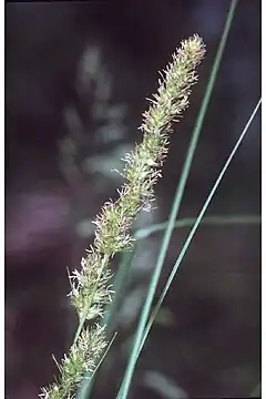 Description de l'image Carex vulpinoidea NRCS-3.jpg.