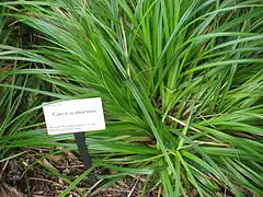 Description de l'image Carex wahuensis in Lyon Arboretum.jpg.