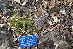 Description de l'image Carex whitneyi - Regional Parks Botanic Garden, Berkeley, CA - DSC04470.JPG.