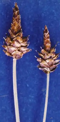 Description de l'image Carexcapitata.jpg.