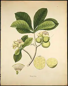 Description de l'image Careya arborea.jpg.