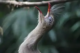 Vocalises à gorge déployée