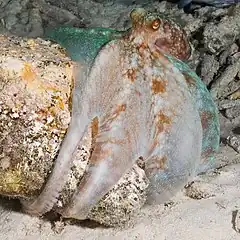 Octopus briareus (Caraïbes)