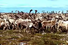 Population (un troupeau de caribou) - écologie des populations.