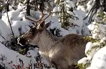Un caribou mâle dans une forêt de conifères couverts de neige.