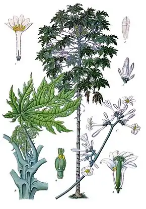 Carica papaya L. (plante entière, fleurs)