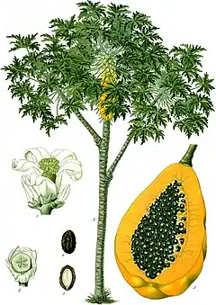 Carica papaya  L. (plante entière, fruits)