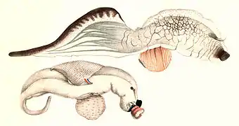 Carinaria cristata (Carinariidae).