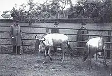 Photo en noir et blanc de trois hommes observant deux gnous dans un enclos.