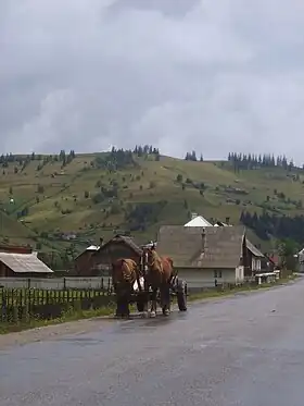 Chevaux de trait léger au village de Cârlibaba en Bucovine, Roumanie