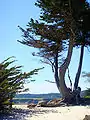 Cyprès de Monterey, Cupressus macrocarpa.