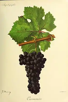 Carménère