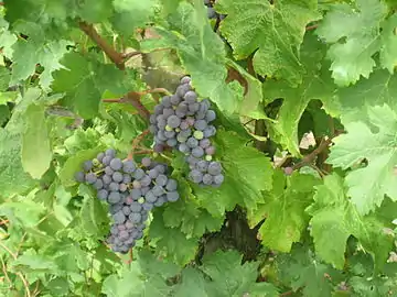 Grappes de carménère.