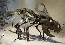Squelette de Protoceratops andrewsi