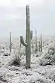 La neige sur les saguaros près de Tucson, en Arizona.