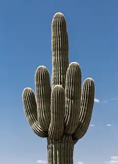 Cactus Saguaro