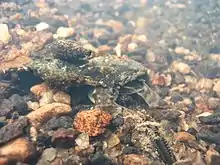 Sous une pierre, seule la tête du poisson dépasse. Il est très peu visible.