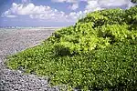 Scaevola sur l'îlot Windward