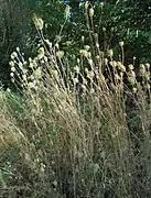 Carottes sauvages en fin d'été dans une friche.