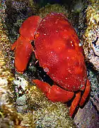 Crabe rouge des coraux (Carpilius convexus)