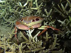 Crabe à taches rouges de nuit à La Réunion.