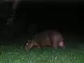 Capybara mâle