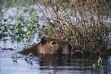 Capybara ou carpincho, Hydrochoerus hydrochaeris, dans les Esteros del Iberá.