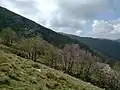 Groupe d'arbres au début du printemps