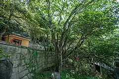 Description de l'image Carpinus putoensis near Huiji Temple, 2019-05-11 03.jpg.