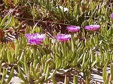 Fleurs de croc de sorcière (Carpobrotus edulis)