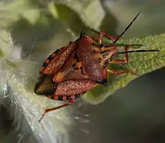 Carpocoris mediterraneus