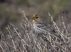 Un mâle au plumage jaune plutôt que rouge du sud de la Californie.