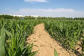 Une des allées du labyrinthe végétal du Carré Sénart.