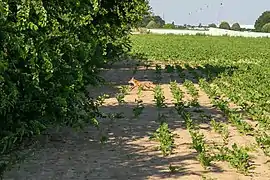 Un renard se réfugiant dans un bosquet à l'intérieur du périmètre du Carré Sénart.