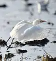 Bubulcus ibis, le Héron garde-boeuf ;