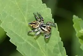 Carrhotus viduus ♀