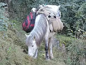 Poney de bât des Gaddi à Kasauli, dans l'Himachal Pradesh