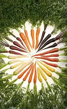 Photo de carottes de différentes couleurs allant du violet foncé au blanc, disposées comme les rayons d'un cercle.