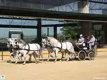 Quatre chevaux gris attelés à un, véhicule hippomobile.