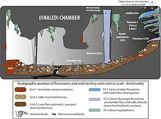 Schéma de la chambre de Dinaledi, montrant l'emplacement des sédiments et des ossements