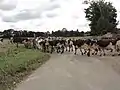 Vaches allant au pré.