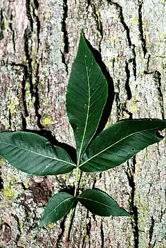 Description de l'image Carya glabra USDA.jpg.