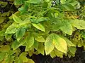 Carya ovata, noyer blanc, feuillage d'automne.