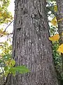 Tronc et écorce d'un Carya ovata croissant en Europe (Morbihan, France).